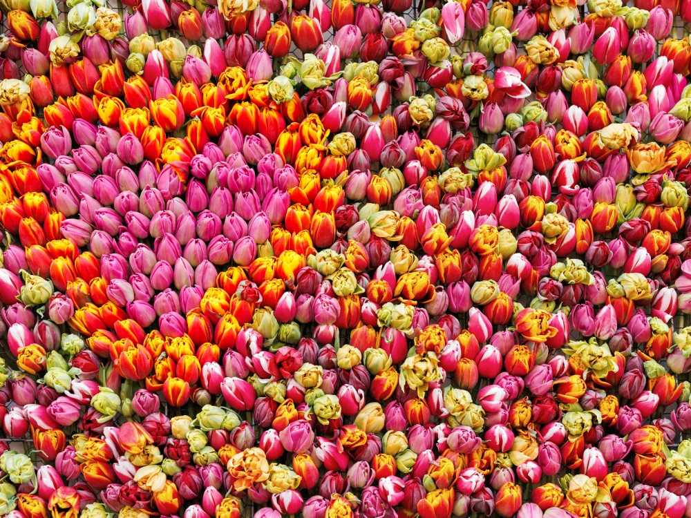 Beautiful fresh tulips flower pattern wall background photo zone. Scenic natural blooming colorful decorative plants arrangement backdrop. Floral texture springtime spring summer   wallpaper.