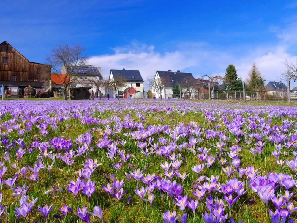 Drebach Krokuswiesen im Erzgebirge  - Crocus flowers in Drebach, Saxony