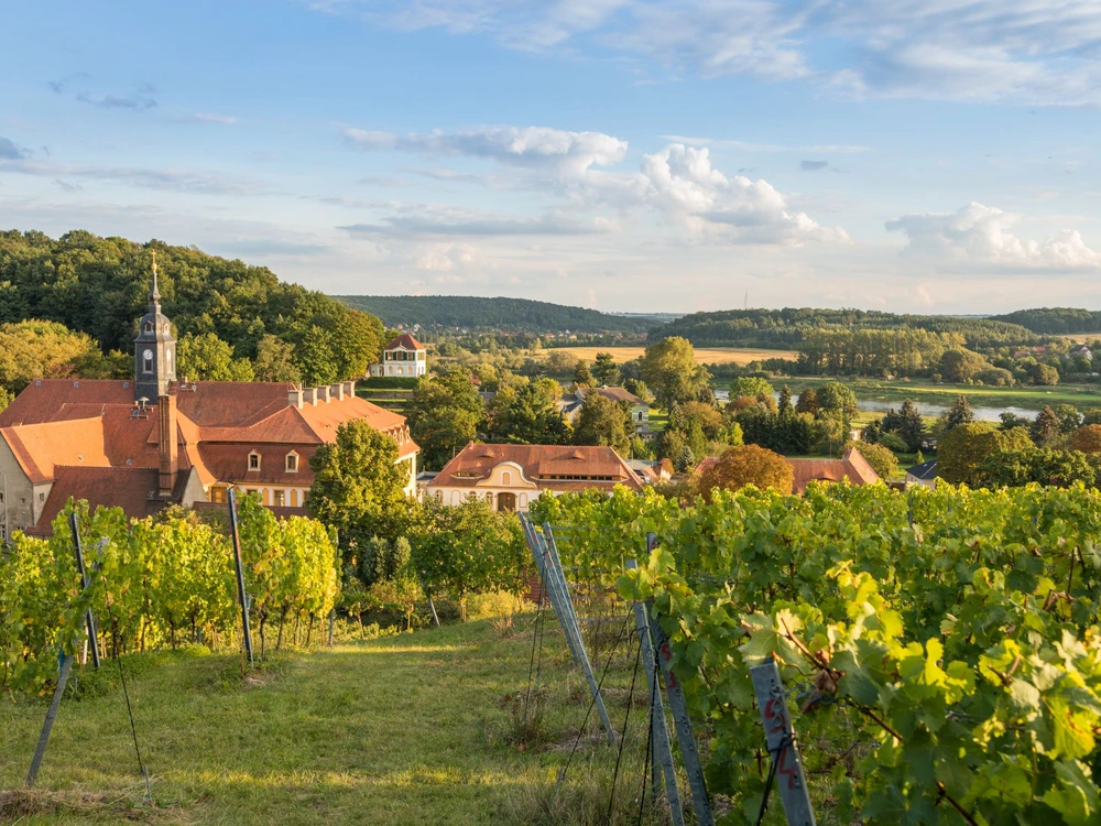 Weinanbau in Diesbar-Seußlitz