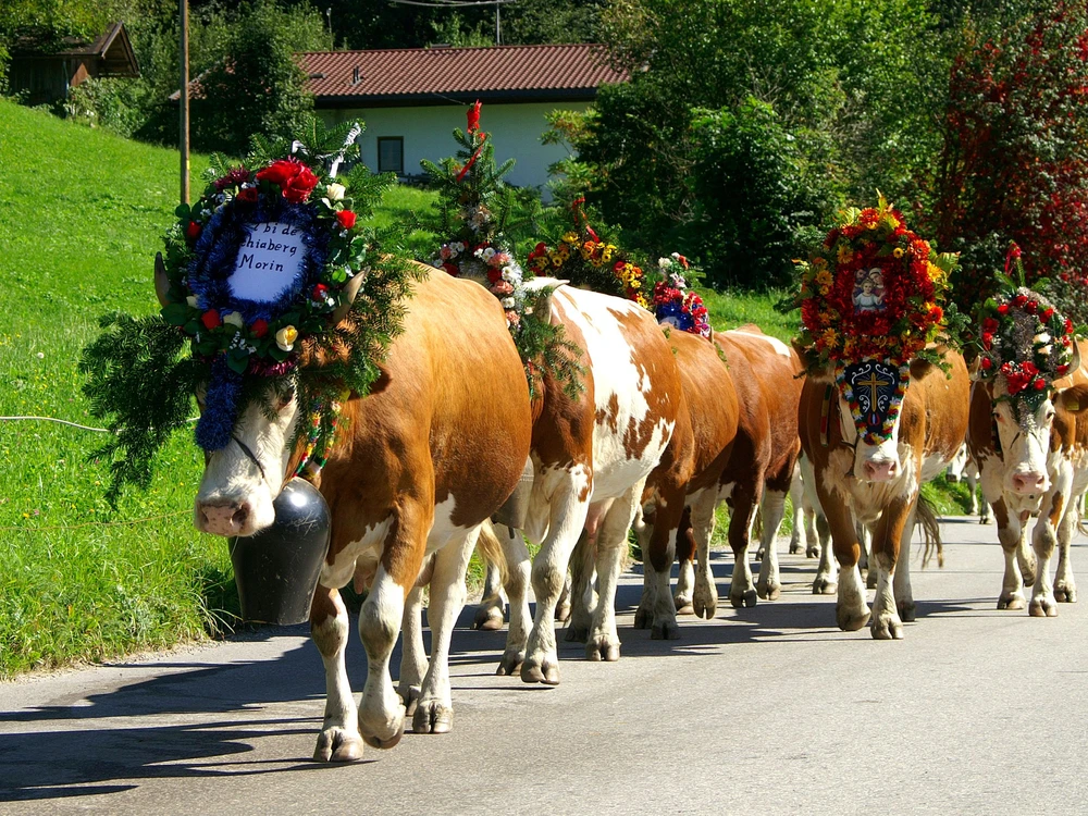 Cows walking with decoration in the parade called "Almabtrieb" in Austria