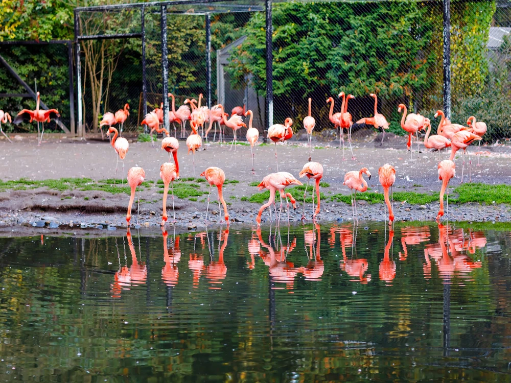 Beautiful pink flamingos in bird zoo park in Walsrode, Germany. Interesting park for families, children and school excursion trips