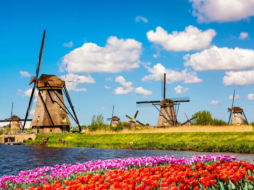 Colorful spring landscape in Netherlands, Europe. Famous windmills in Kinderdijk village with a tulips flowers flowerbed in Holland. Famous tourist attraction in Holland.