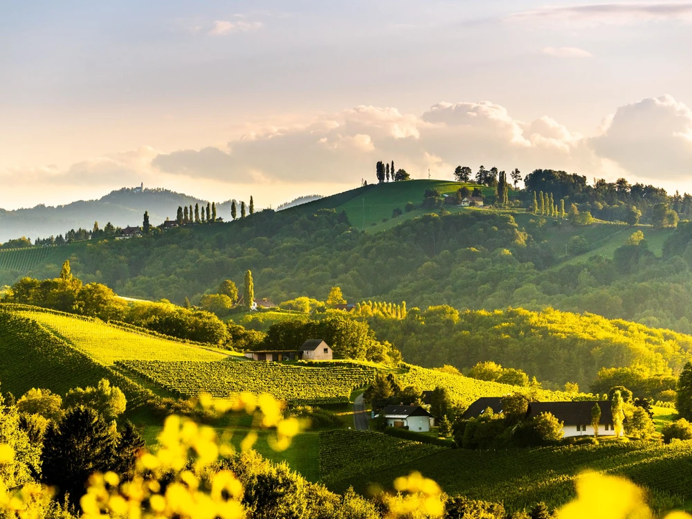 Panoramic view from vineyard to green hills of south styrian wine route in Austria in the evening light. Glanz an der Weinstrasse, Tuscany like Austrian travel destination