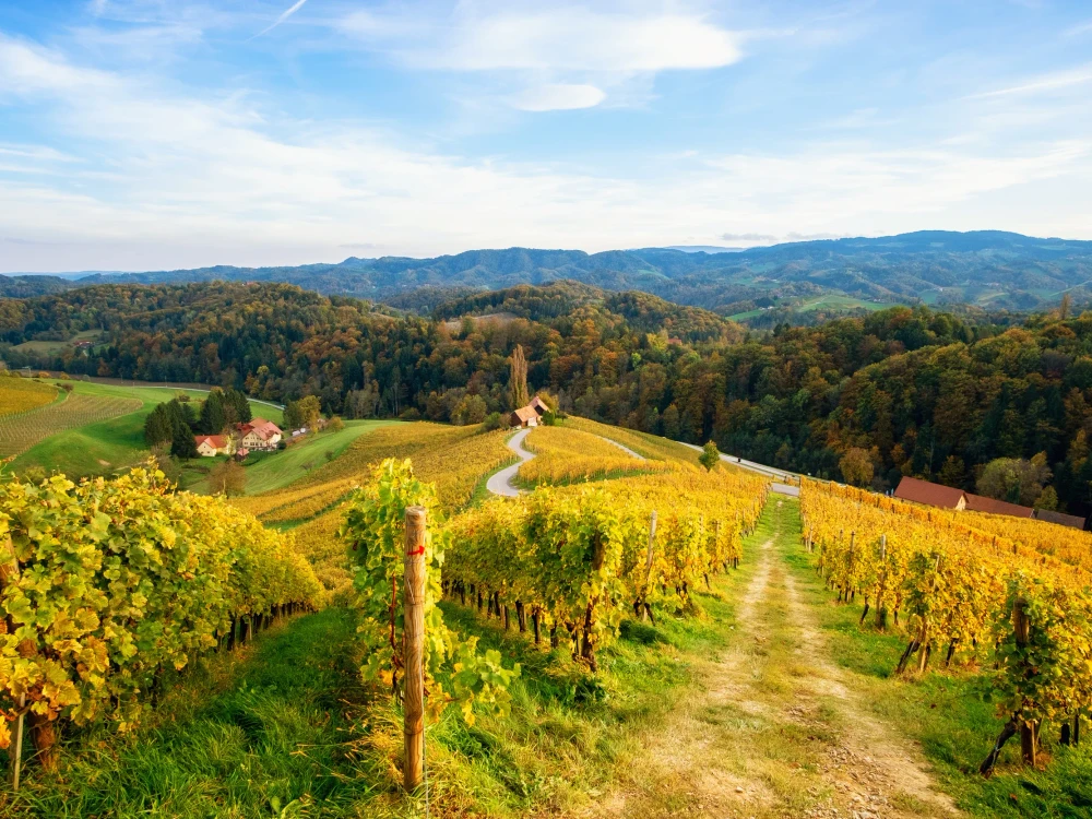 Famous Heart shaped wine road in autumn, view from Spicnik near Maribor in Slovenia.