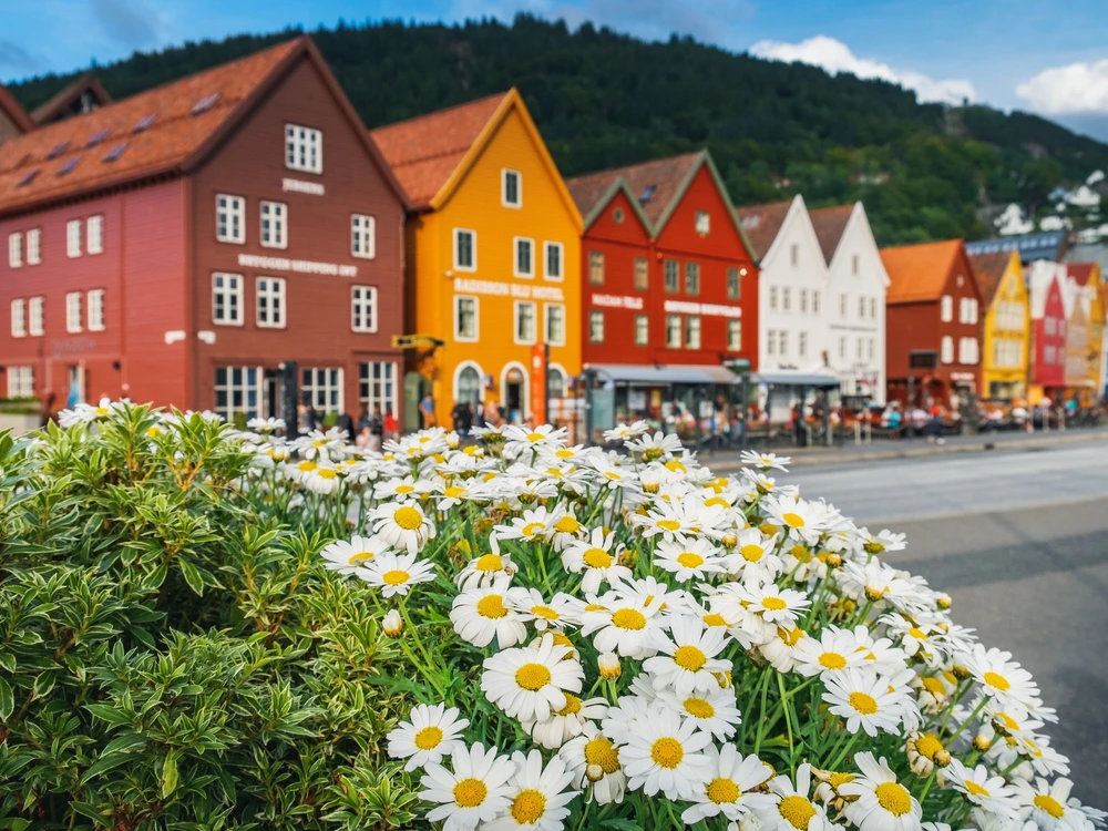 Multicolored flowers growing at the Bryggen - Hanseatic wharf in Bergen, Norway.
