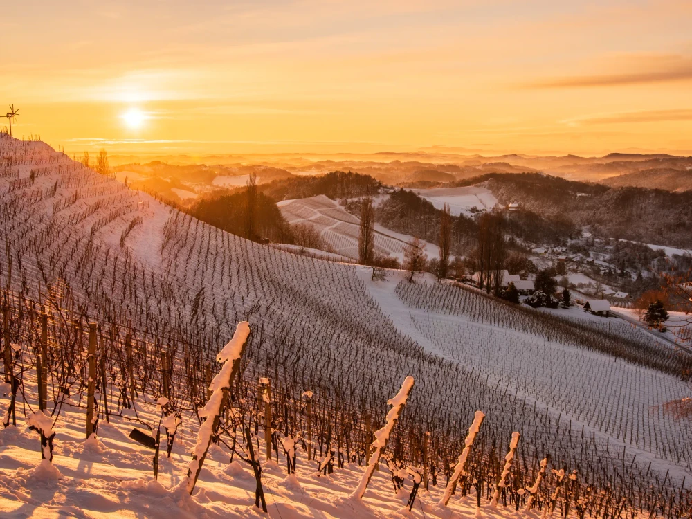Snowy vineyard in winter at sunraise in Styria Austria Slovenia border. View at slovenian snowy hills from Austrian wine street.