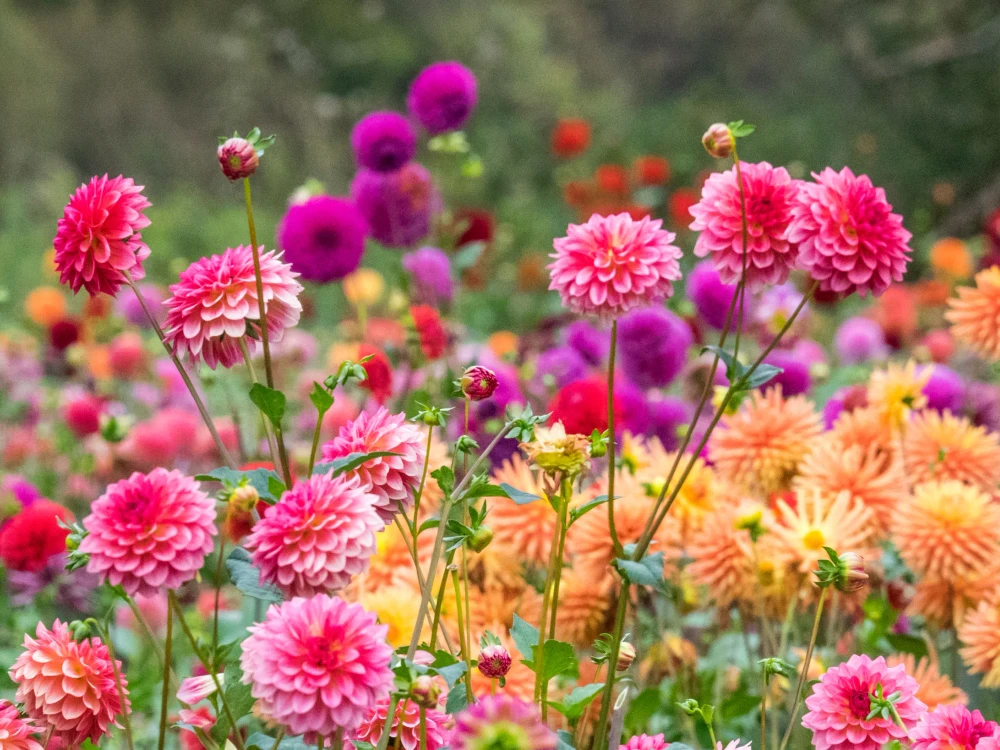 USA, Oregon, Canby, Swam Island Dahlias, Dahlia flower garden in full color
