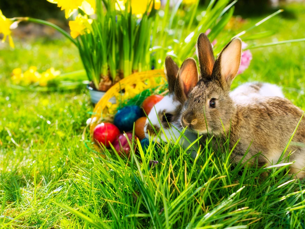 Living Easter bunny with eggs in a basket on a meadow in spring