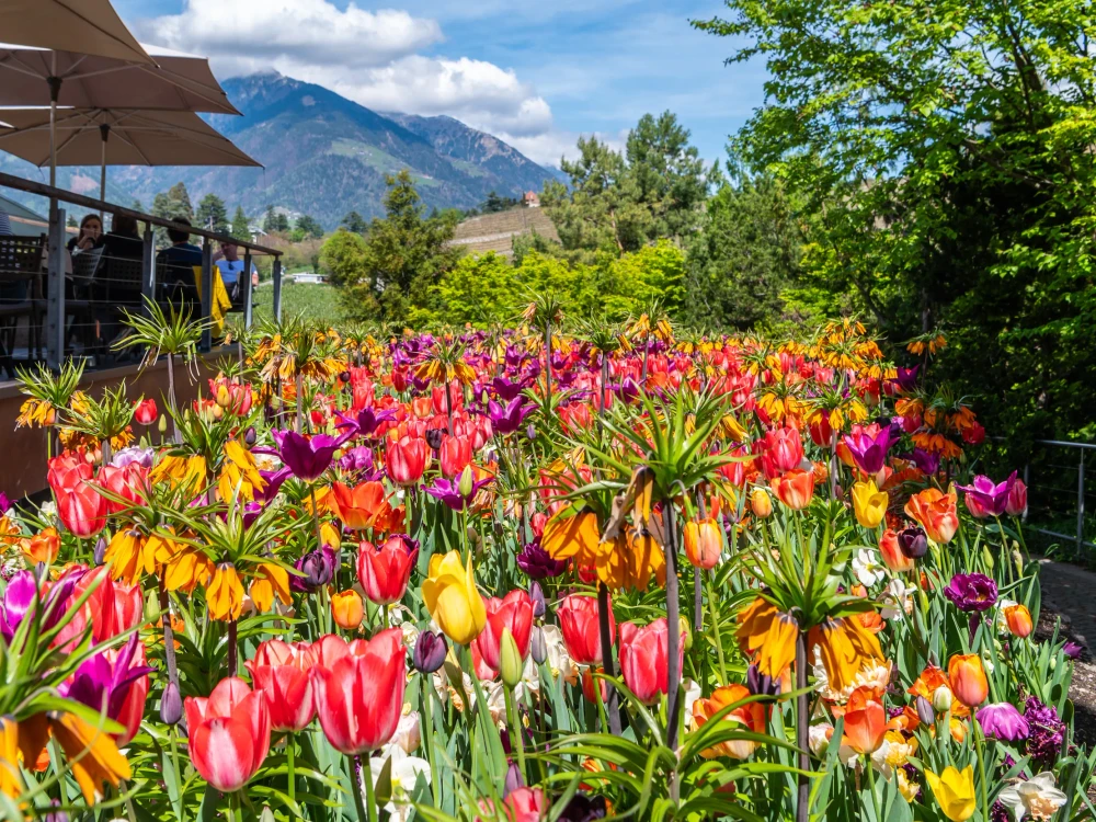Flowerbed in spring with Fritillaria imperialis flowers and tulips flowers. Trauttmansdorff gardens of Merano, South Tyrol, Italy, May 21, 2023