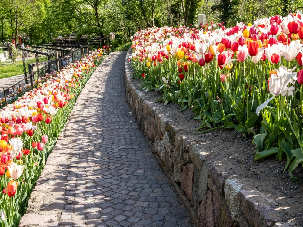 view of the famous Trauttmansdorff garden in Meran with tulips in foreground. Merano (Meran), Bolzano province, South Tyrol, Trentino Alto Adige, northern Italy, May 18, 2023