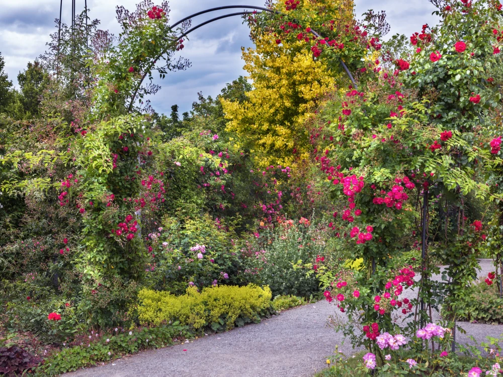 Rose garden in Germany. Bush roses of bright colors, different exquisite varieties and with amazing aromas. Summer landscape