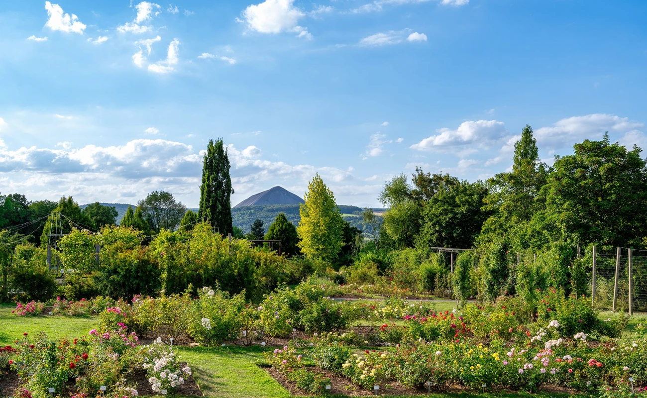A view of the Rosarium in Sangerhausen with the shaft dump in the background