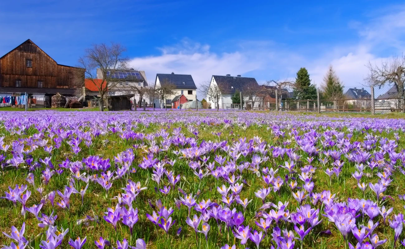 Drebach Krokuswiesen im Erzgebirge  - Crocus flowers in Drebach, Saxony
