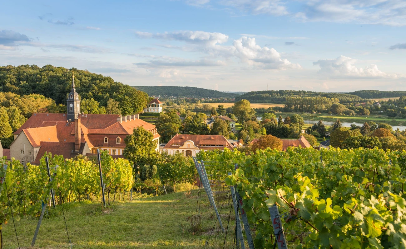 Weinanbau in Diesbar-Seußlitz