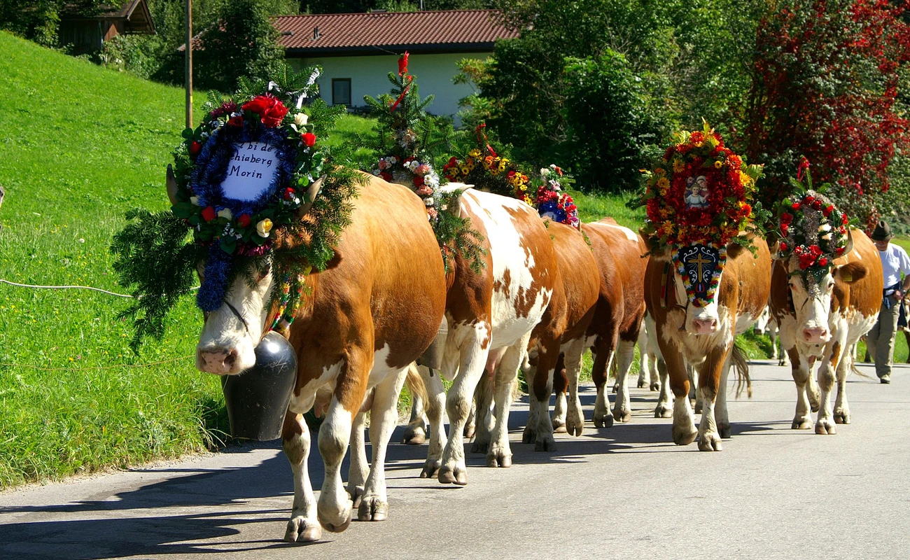 Cows walking with decoration in the parade called "Almabtrieb" in Austria