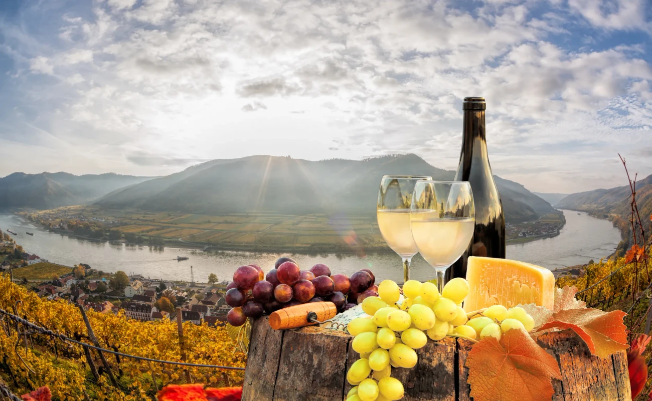 White wine with barrel on famous vineyard in Wachau, Spitz, Austria