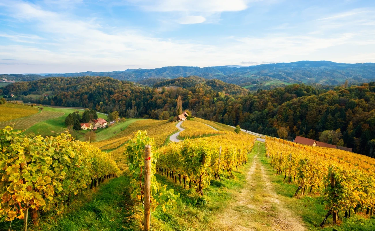 Famous Heart shaped wine road in autumn, view from Spicnik near Maribor in Slovenia.