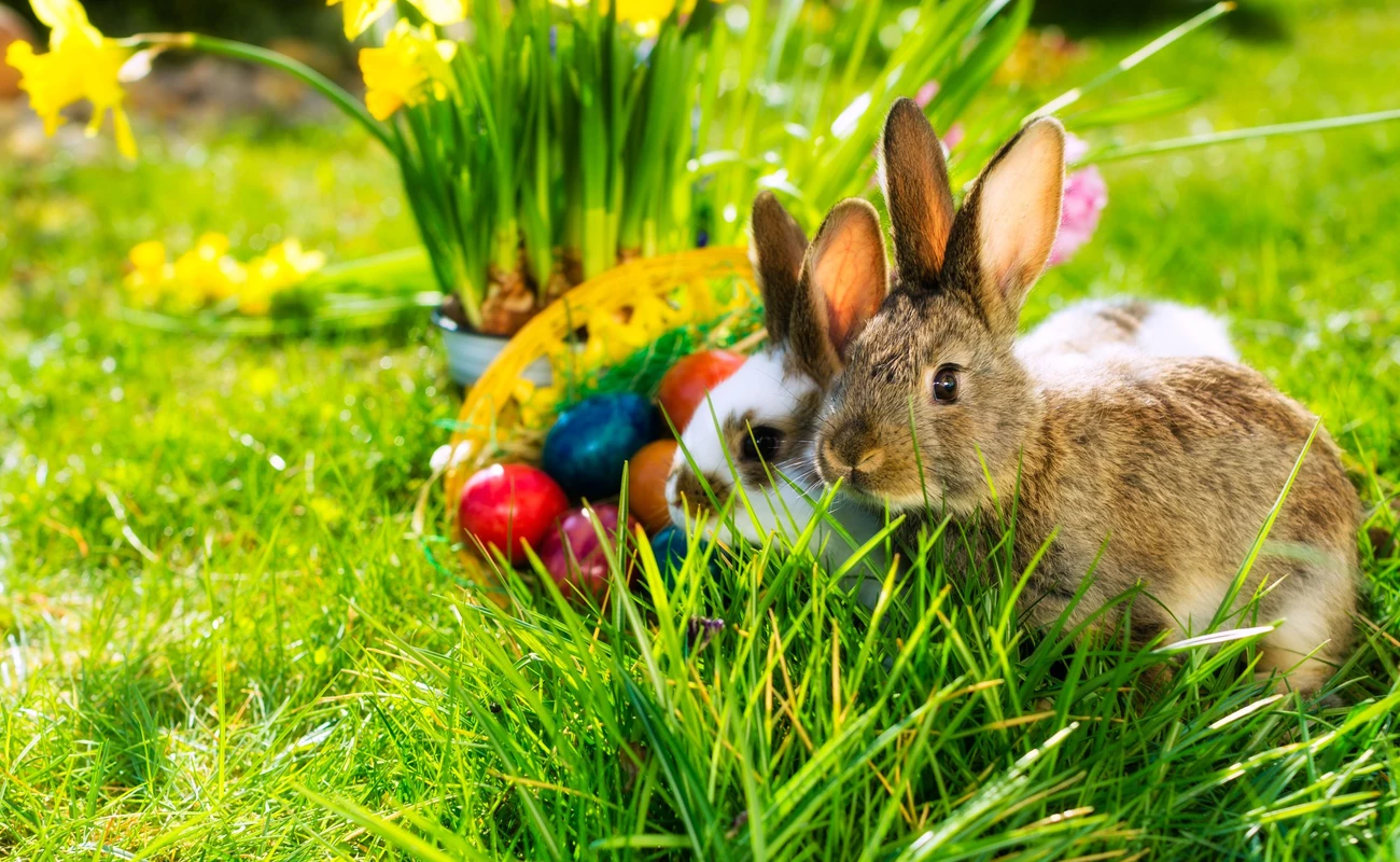 Living Easter bunny with eggs in a basket on a meadow in spring