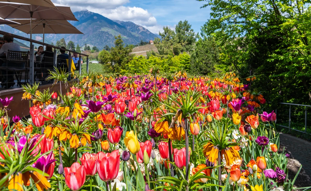 Flowerbed in spring with Fritillaria imperialis flowers and tulips flowers. Trauttmansdorff gardens of Merano, South Tyrol, Italy, May 21, 2023