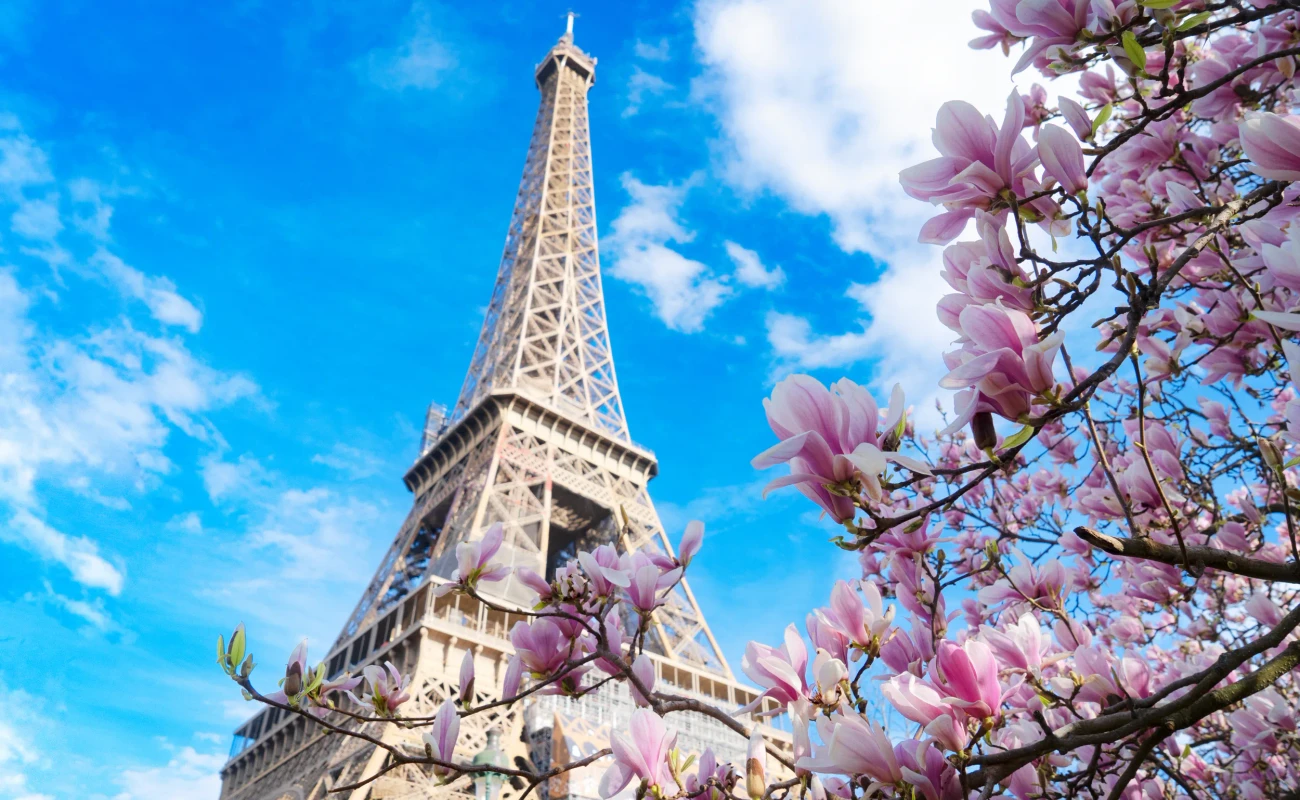 Eiffel Tower with blooming magnolia spring flowers, Paris, France